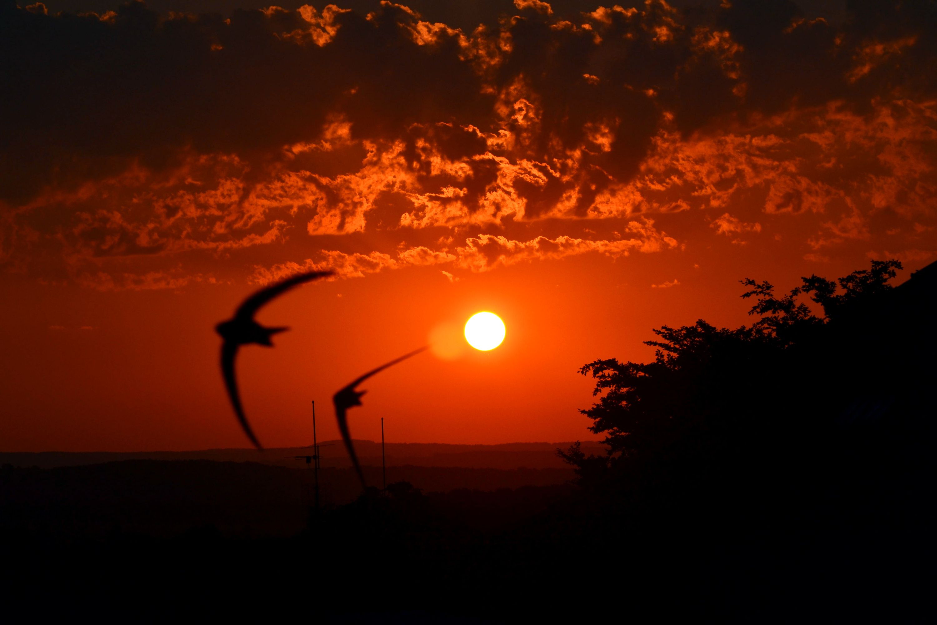 sunset vlaštovky